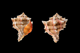 红甘蓝骨螺壳体近菱形，螺旋部中等大小，体螺层膨大，螺层的肩部有沟状构造，或小孔排列。在夏季，喜食小的双壳类。