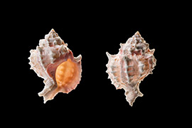 红口骨螺贝壳呈球形，壳体较轻，壳顶尖，壳表浅灰白色，壳口和滑层樱红色。因壳口红色与众不同，像极了摩登女郎的烈焰红唇，因此人们形象的称之为“红口骨螺”。