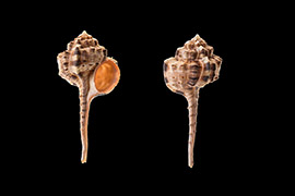 鹬头骨螺壳表呈乳白色或粉红色，有褐色斑块和短线纹，纵胀肋上有长纹；壳唇为橙色或粉红色。其体型非常奇特，前端圆而大，尾端较长，也是骨螺中最大的一种常见螺。