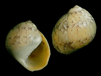 有狭长的壳、典型的凹入侧面的壳阶和在骨缝之上的突出龙骨。极少保存下来的壳顶小，扁平盘卷着，并与壳中轴成直角。
