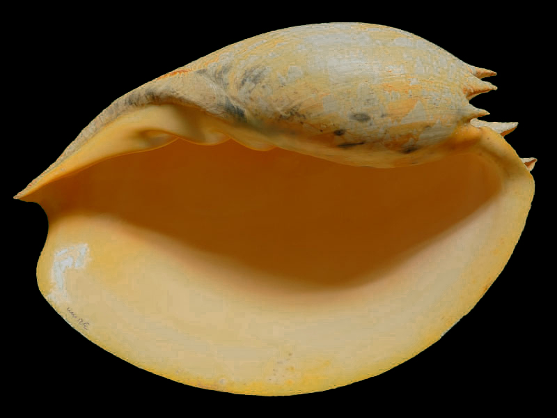 壳近乎椭圆球体，状如木瓜或者椰子，因此得名。壳表光滑，贝壳黄褐色或淡橙色，有黑褐色长方形或者不规则的斑点旋绕壳身。

