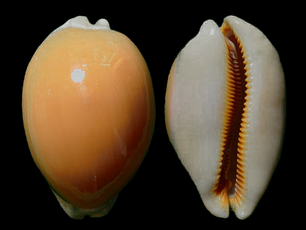 贝壳大而重，呈卵形，壳底微膨，前后水管沟的上下两端壳缘极发达。外唇齿比轴唇齿更大、更长，间隔更远。壳表深橙色，壳缘浅灰白，壳底白色。
