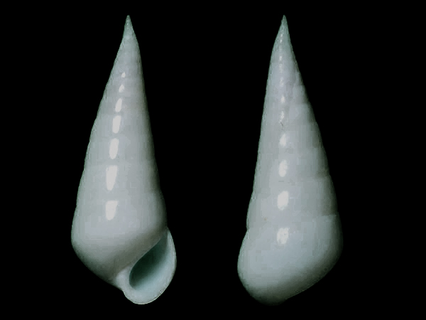 贝壳贝壳螺塔高而尖，壳表白色光滑，壳口半圆形。齿舌为翼舌形。雌雄异体。寄生在棘皮动物的内部或外部，偶尔自由生活。
