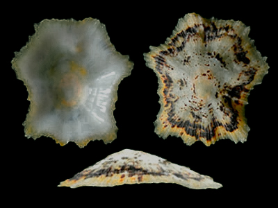 壳顶低，壳表面有8个明显的螺肋和许多不明显的螺肋，边缘粗糙呈锯齿状。壳外部和内部边缘淡褐色，壳内部中央白色。
