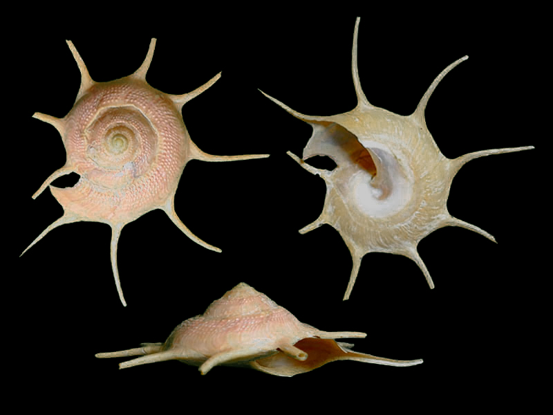 贝壳为平卷形。体螺层较膨大，通常有辐射放出的管状长棘。螺塔较低，壳口内面有显著的真珠光泽。
