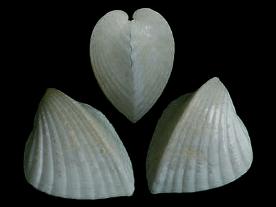 贝壳精致，半透明状，精巧的双壳吻合在一起，呈典型的心形。尖锐的棱脊，腹缘外凸．边缘微朝前，呈锯齿状，壳前半部有放射肋。
